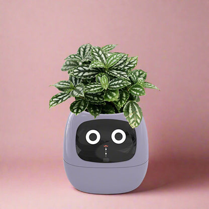 Ivy Smart pot